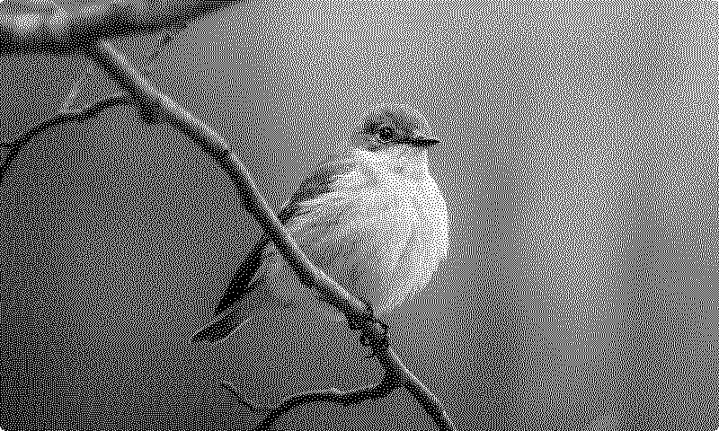 Picture of a bird, as shown using the Apple Photos plugin on a TRMNL device